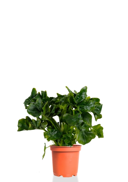 Филодендрон Атом 12/30 см