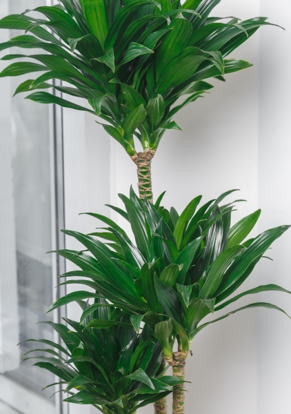 Драцена Компакта в RONDO 32