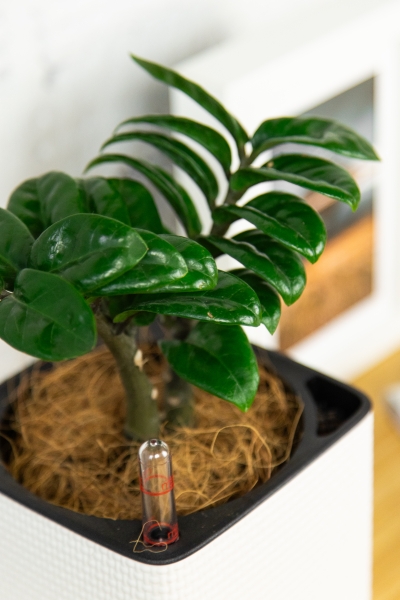 Замиокулькас Зензи 9/15 в CUBE COLOR 14