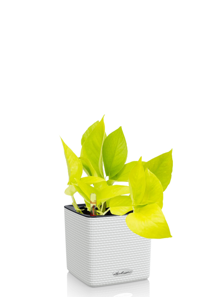 Сциндапсус Голден Потос в CUBE COLOR 14 Сциндапсус Голден Потос в CUBE COLOR 14