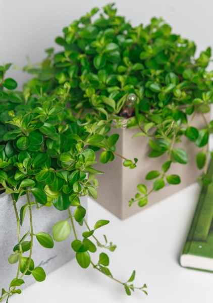 Пеперомия Ротундифолия в CANTO Stone 14 Пеперомия Ротундифолия в CANTO Stone 14