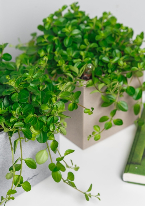 Пеперомия Ротундифолия в CANTO Stone 14