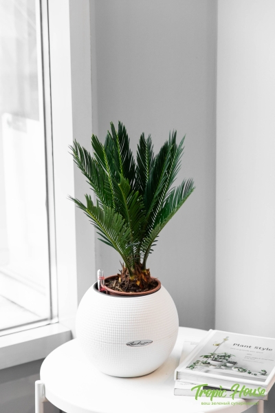 Цикас в PURO 20 Цикас в PURO 20