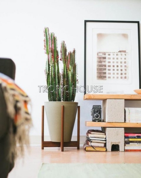 Эуфорбия Молочай Рубра 17/65 см