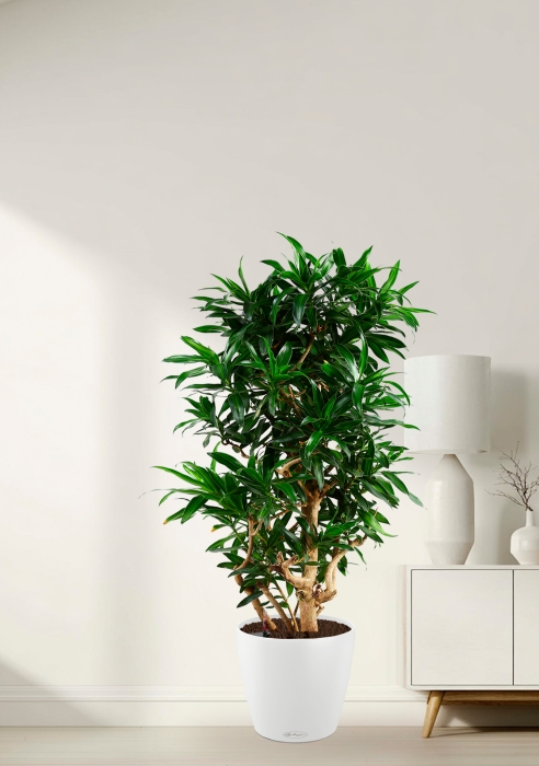 Драцена Песнь Ямайке 32/130 в CLASSICO Color 43