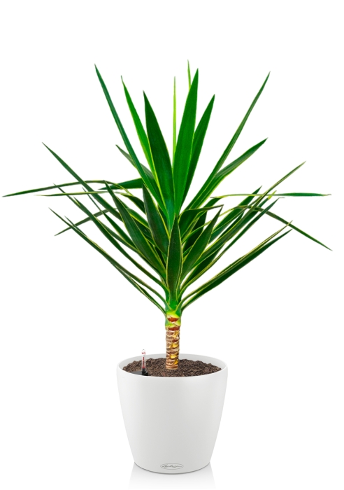 Юкка Пак в CLASSICO COLOR 35, белый