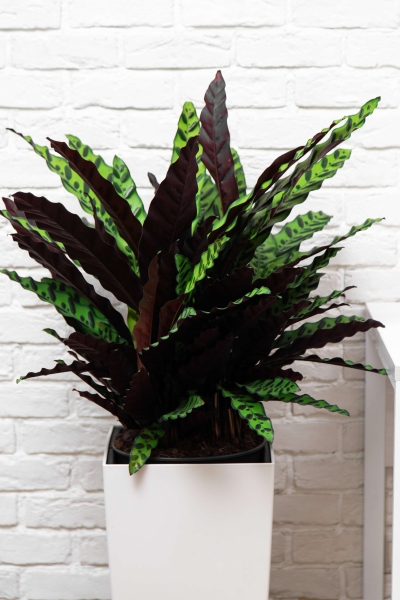 Калатея Лансифолия 30/80 см в CUBE 40