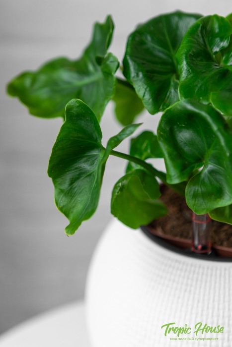Филодендрон Атом в PURO 20