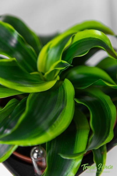 Драцена Торнадо в CANTO STONE 14 Драцена Торнадо в CANTO STONE 14