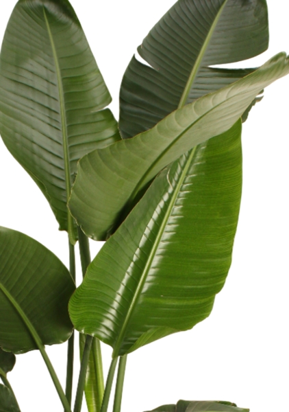 Стрелиция Николай 27/200 см в RONDO 32 Стрелиция Николай 27/200 см в RONDO 32