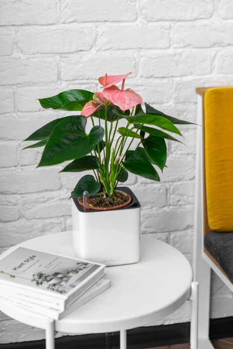 Антуриум розовый 12/40 см