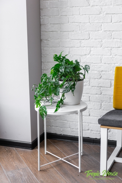 Монстера Манки в CLASSICO COLOR 21