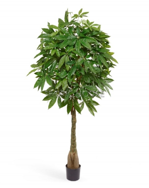 Пахира на витом стволе (косичка)