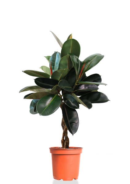 Фикус Эластика Бургунди переплетенный 24/100 см Фикус Эластика Бургунди переплетенный 24/100 см