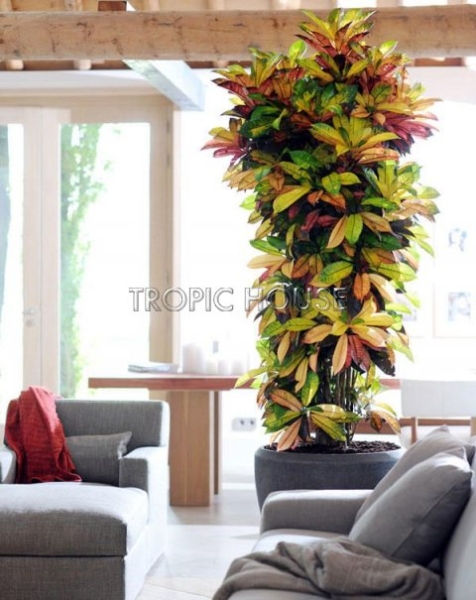 Кротон Мистер Айкетон 31/120 см