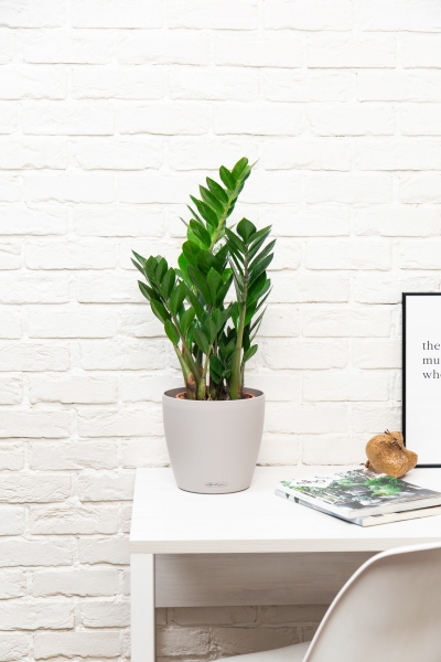 Замиокулькас 21/90 см