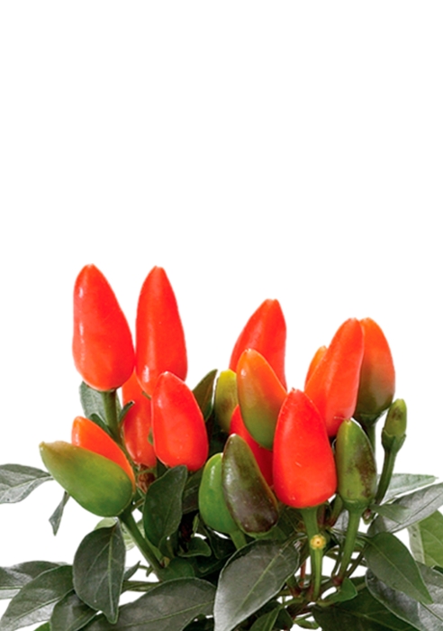 Капсикум микс 10/25 в CUBE GLOSSY 14