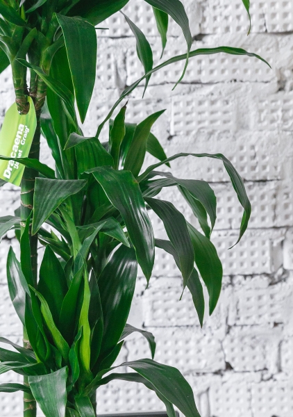 Драцена Джанет Крейг 3 ствола в CUBICO COLOR 30 Драцена Джанет Крейг 3 ствола в CUBICO COLOR 30