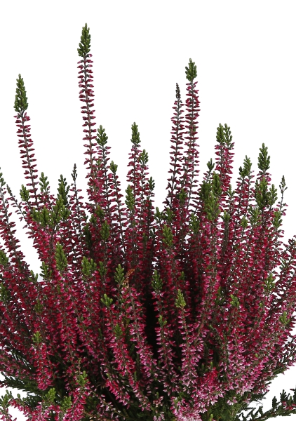 Вереск (Эрика) бордовый 12/30 см