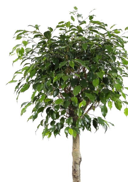 Фикус Бенджамина Экзотика на стволе 30/130 см