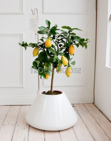 Цитрофортунелла Лимон на решетке 46/110 см