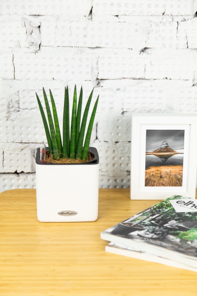 Сансевиерия Цилиндрика 9/30 см