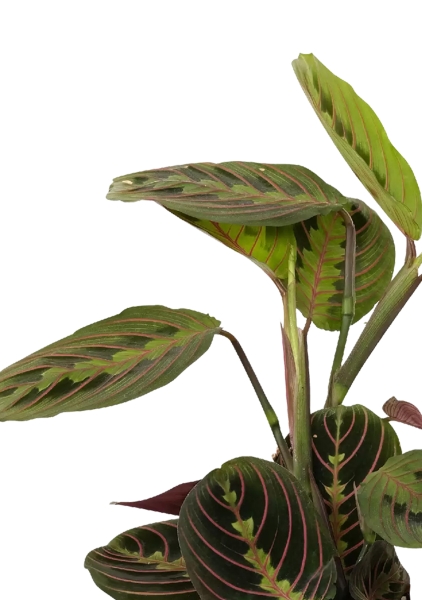 Маранта в PURO 20 Маранта в PURO 20