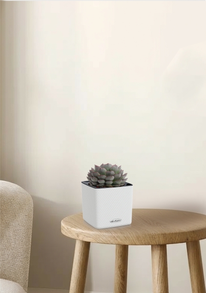 Эхеверия микс 10 см в CUBE Color 16 Эхеверия микс 10 см в CUBE Color 16