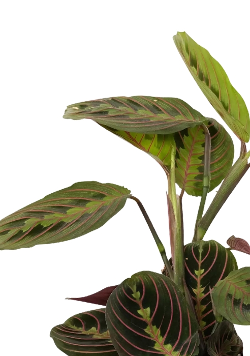 Маранта в PURO 20