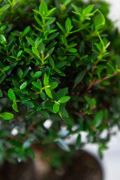 Мирт в PURO 20 Мирт в PURO 20