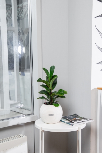 Фикус Лирата Бамбино 12/40 см Фикус Лирата Бамбино 12/40 см