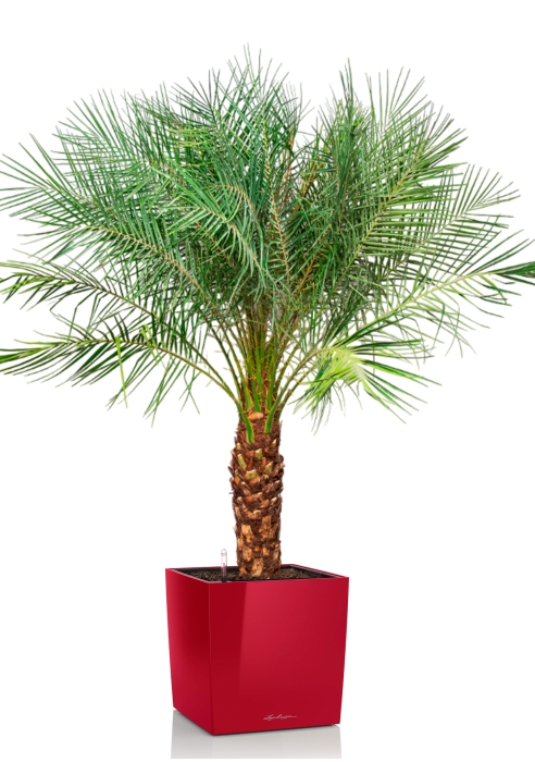 Финиковая пальма Робилини в CUBE 50, ярко-красный блестящий