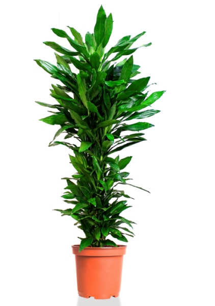 Драцена Джанет Линд бранч 31/150 см Драцена Джанет Линд бранч 31/150 см