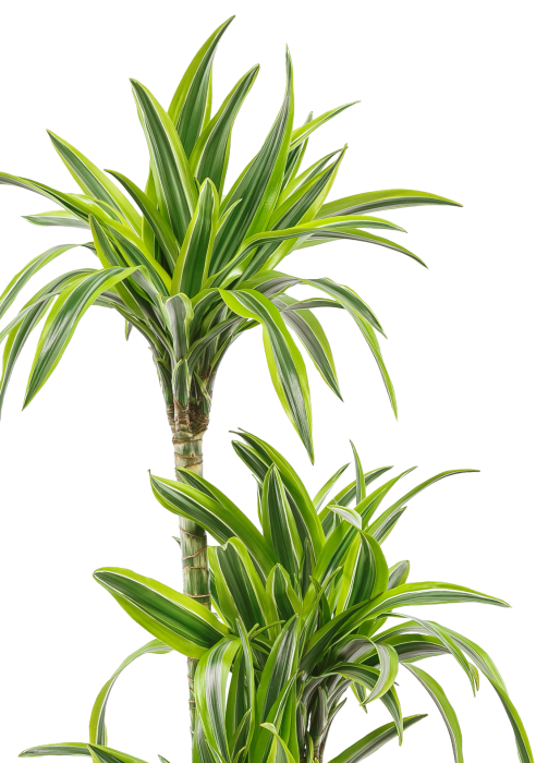 Драцена Лемон лайм 3 ствола в CUBICO 30