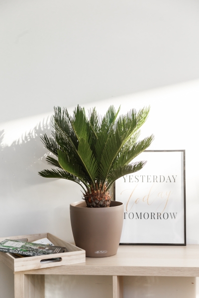 Цикас Революта 14/60 см в CLASSICO 18