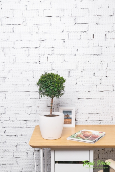 Мирт 15/50 см Мирт 15/50 см