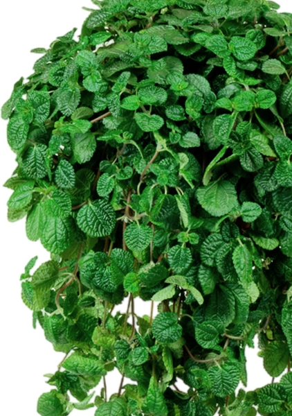 Пилея в NIDO Cottage 27