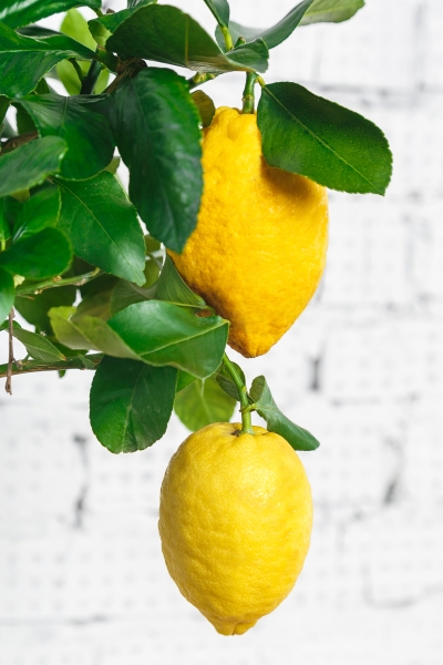 Цитрус Лимон 21/80 см