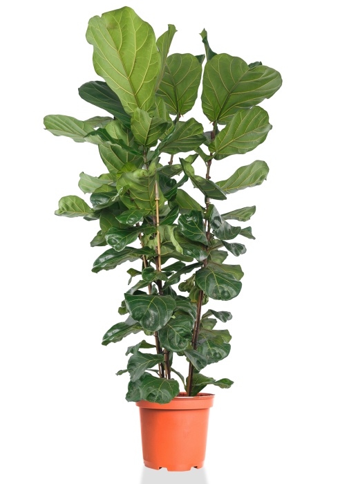 Фикус Лирата 3 ств 30/220 см