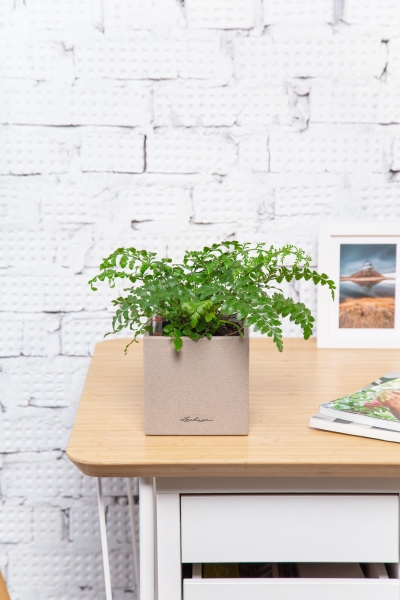 Папоротник Парвати в CANTO STONE 14 Папоротник Парвати в CANTO STONE 14