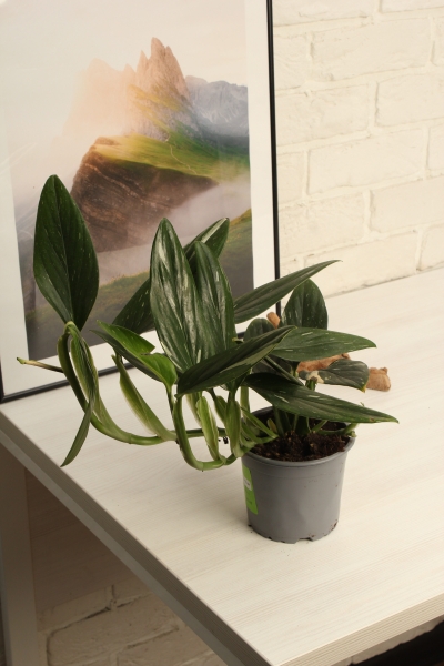 Филодендрон Кобра 12 см