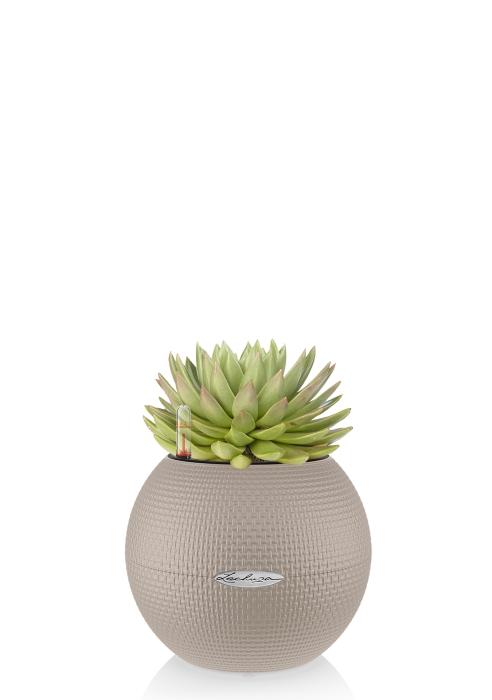 Эхеверия Цветной микс в PURO 20, песочно-кориневый