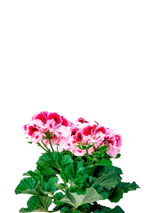 Пеларгония Грандифлора 12/25 см в CANTO STONE 14