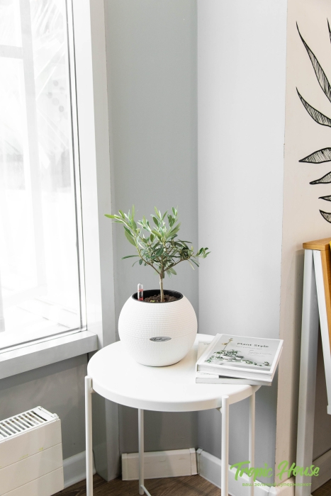 Олива в PURO 20