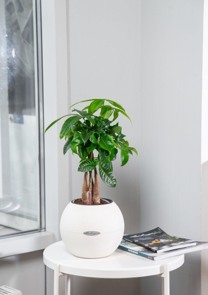 Пахира в PURO 20