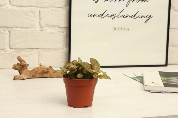 Фиттония микс 10/15 см в CUBE GLOSSY 14