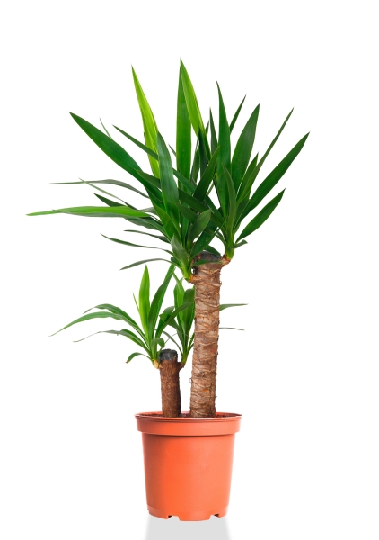 Юкка 2 ствола 17/80 см