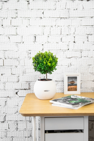 Мирсина в PURO 20