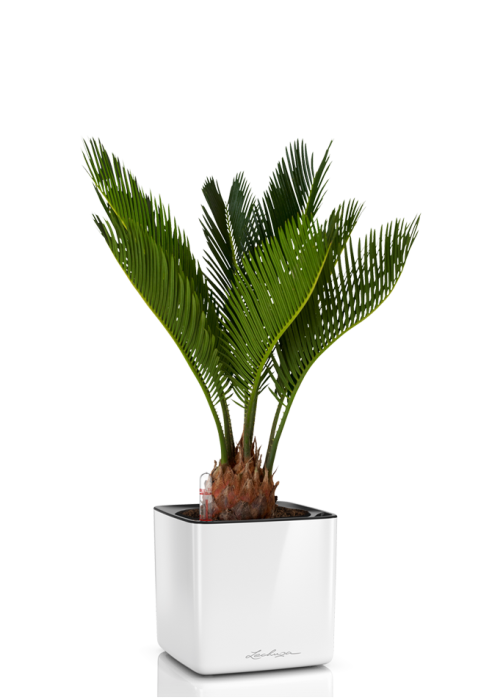 Цикас CUBE GLOSSY 14/40 см Белый блестящий