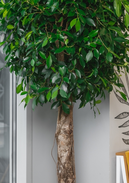 Фикус Бенджамина Нитида на штамбе 45/220 см Фикус Бенджамина Нитида на штамбе 45/220 см